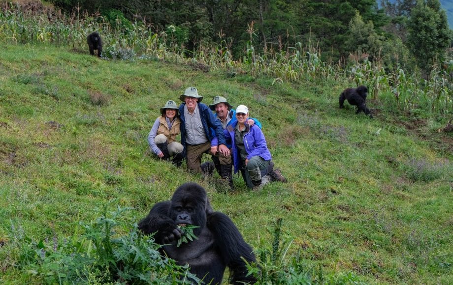 A group on a mountain with gorillas