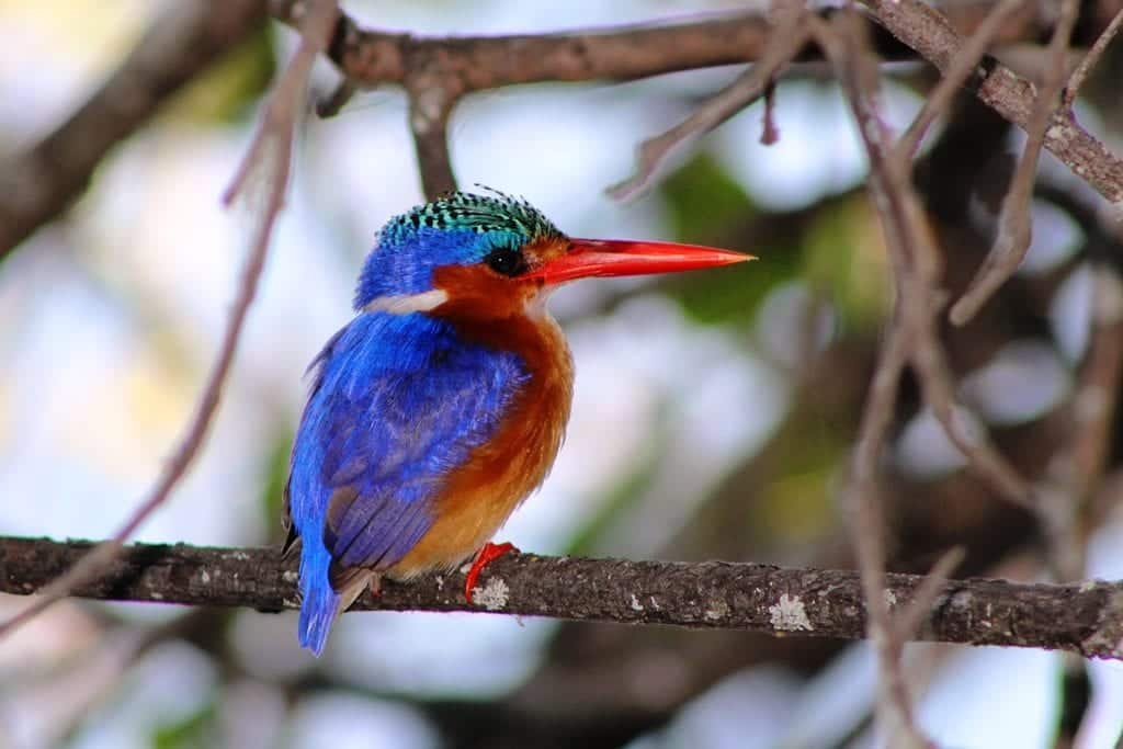 A malachite kingfisher sits on a branch