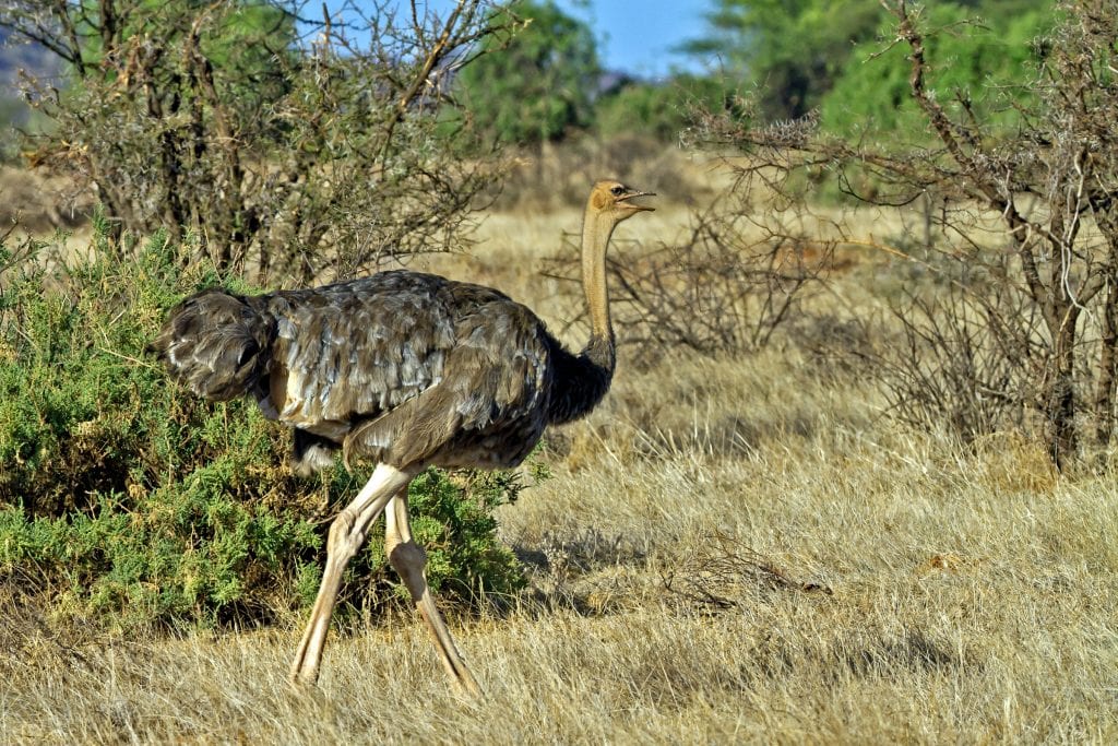 An ostrich walks through a field