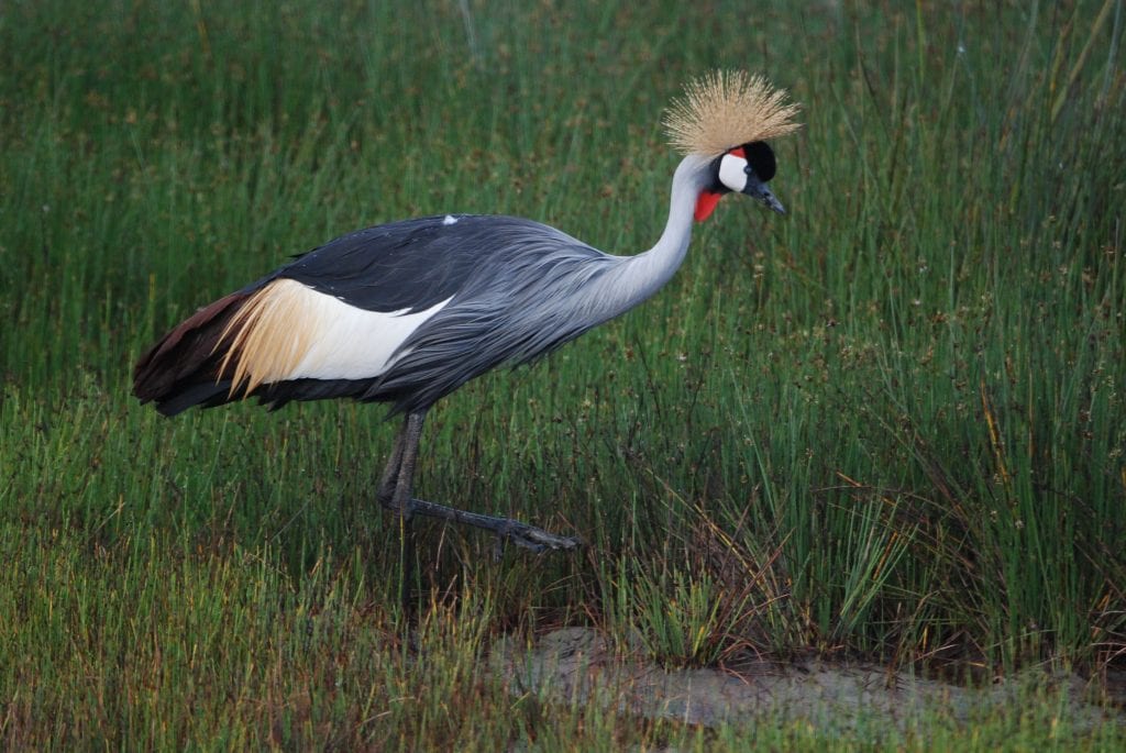 A grey crowned crane walks through the grass