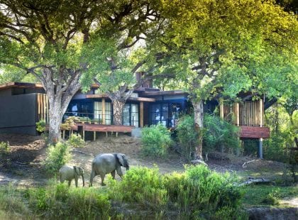 Elephants walk by exterior of Tengile River Lodge suite