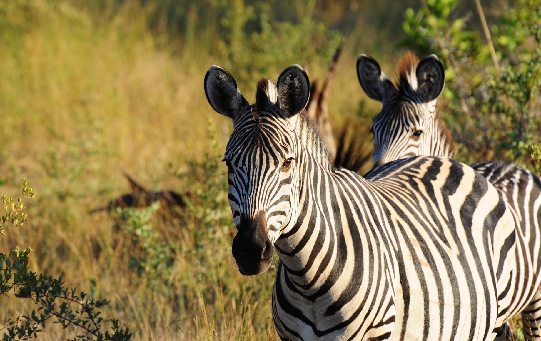 Two Zebras