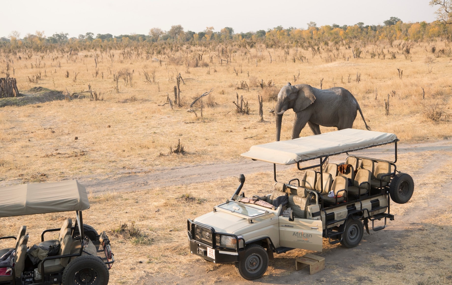 Elephants near a safari vehicle