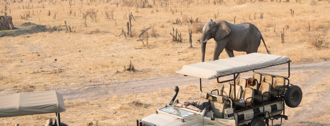Elephants near a safari vehicle
