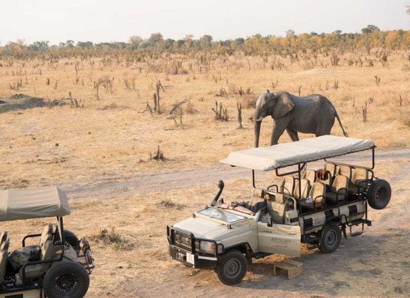 Elephants near a safari vehicle