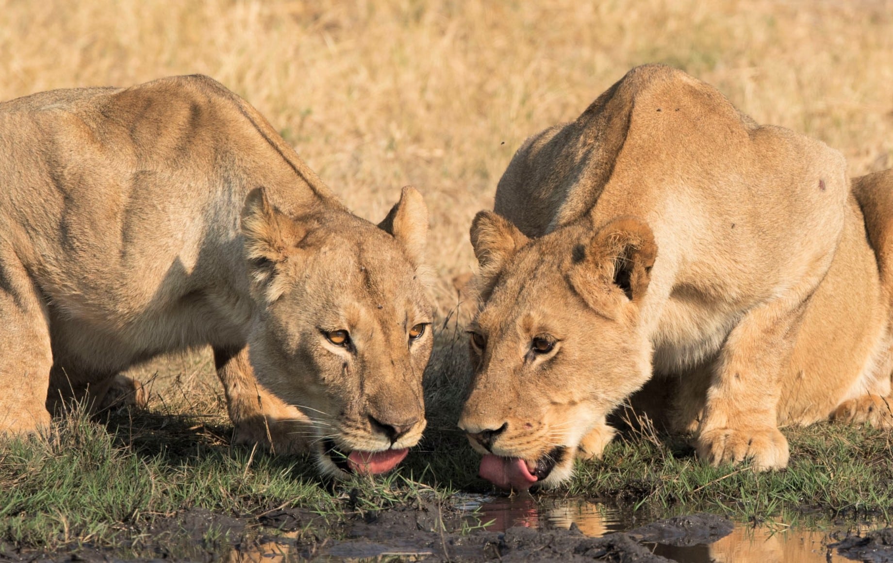 Two lions drinking from a pond