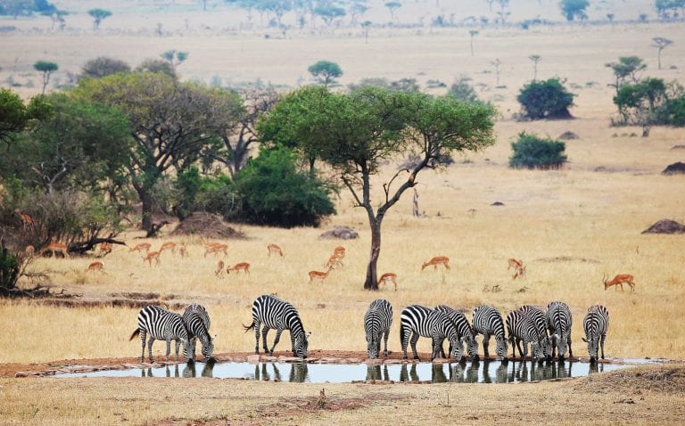 zebras in serengeti national park