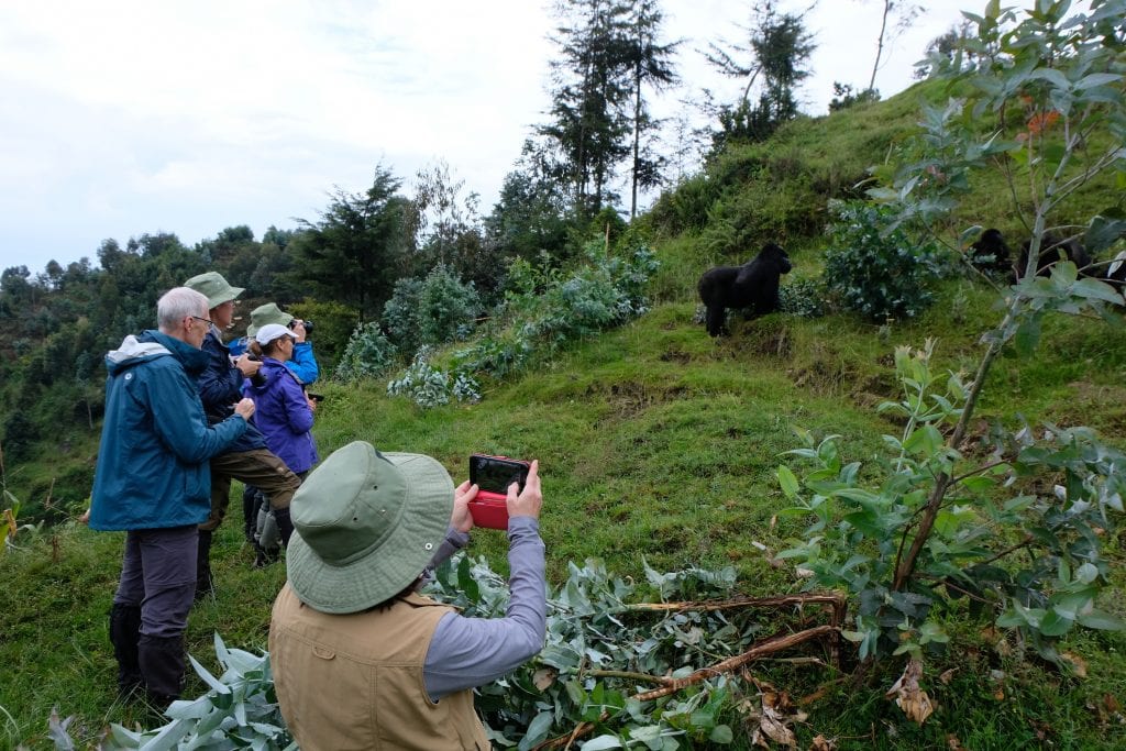 mountain gorilla in Rwanda