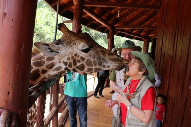 a giraffe at The Giraffe Center licks a guest