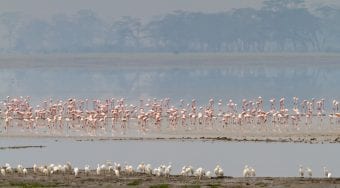 flamingos-ngorongoro-crater