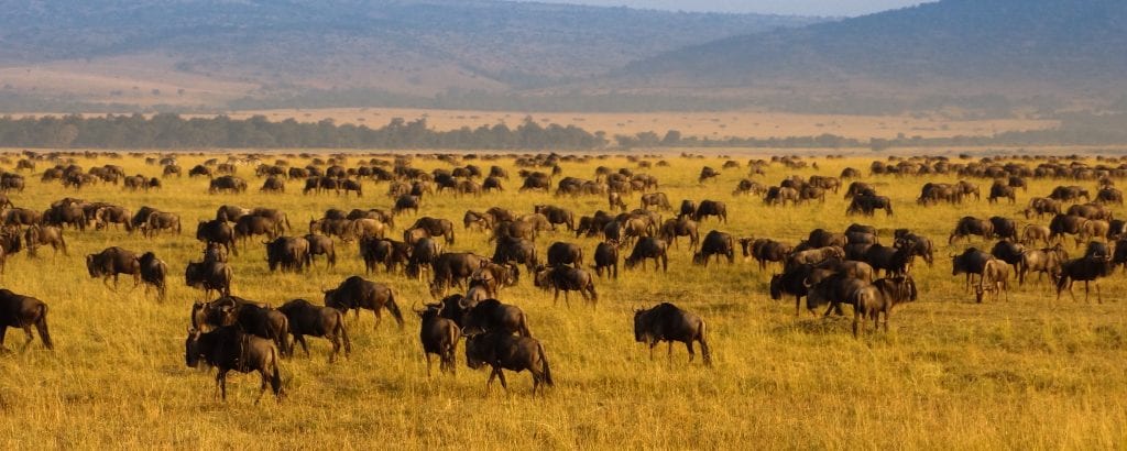 A herd of wildebeest