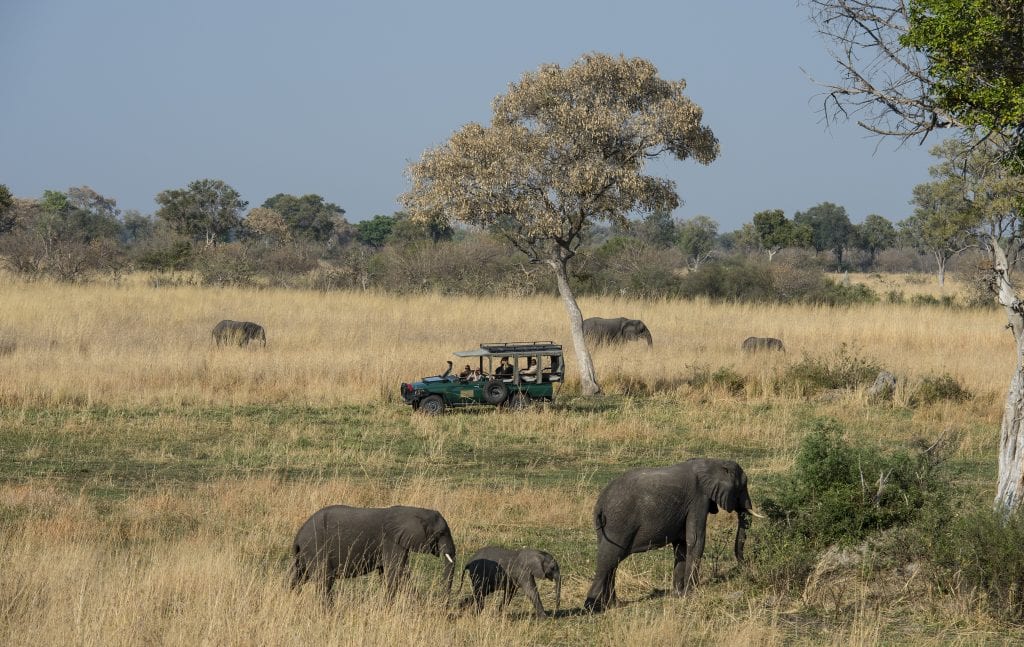 elephants in the okavango delta