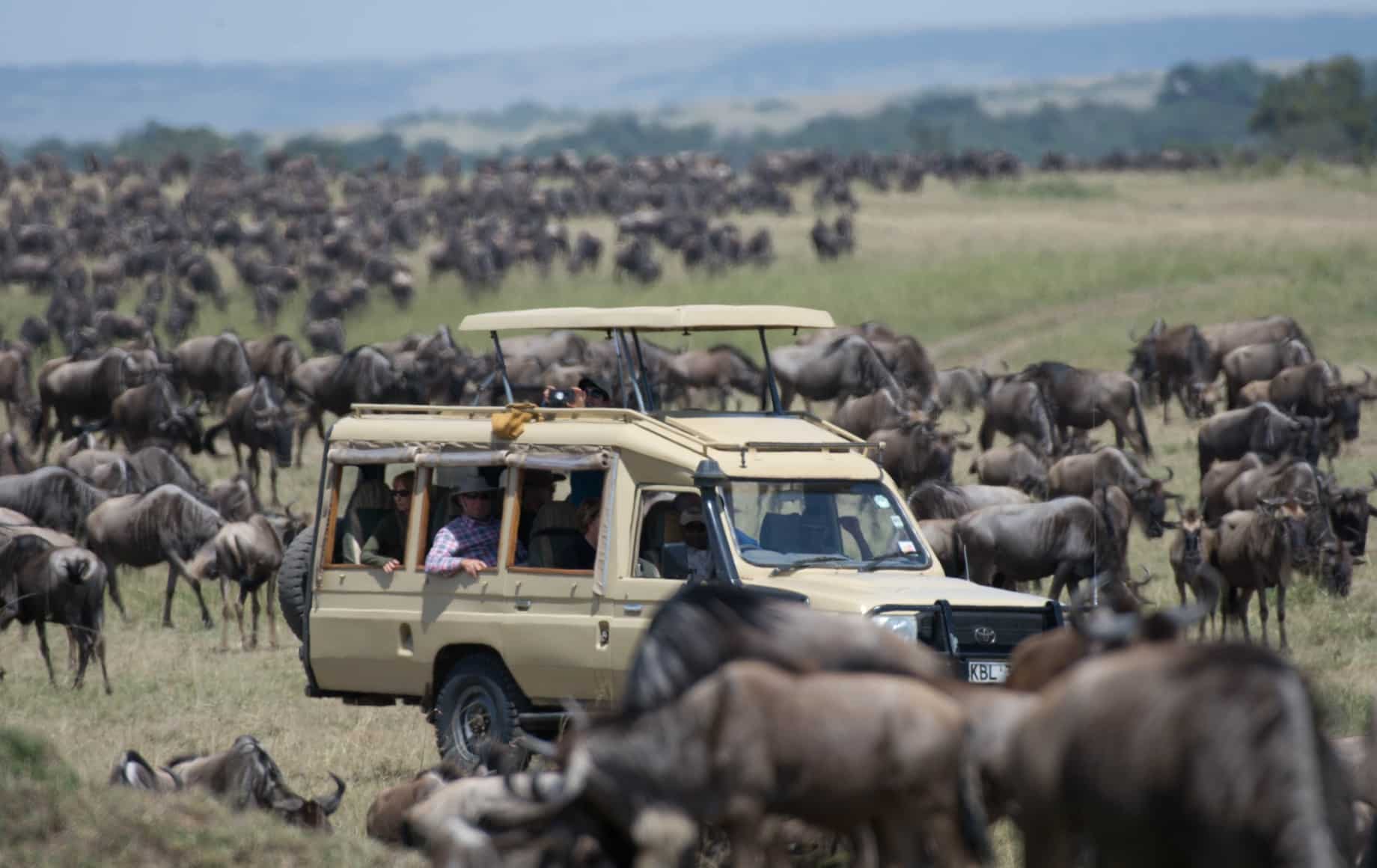 A jeep surrounded by rhinos