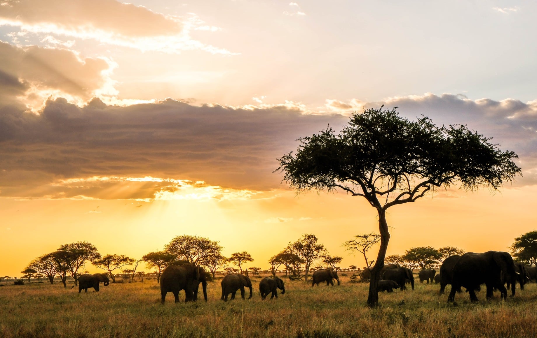 Elephants near a tree