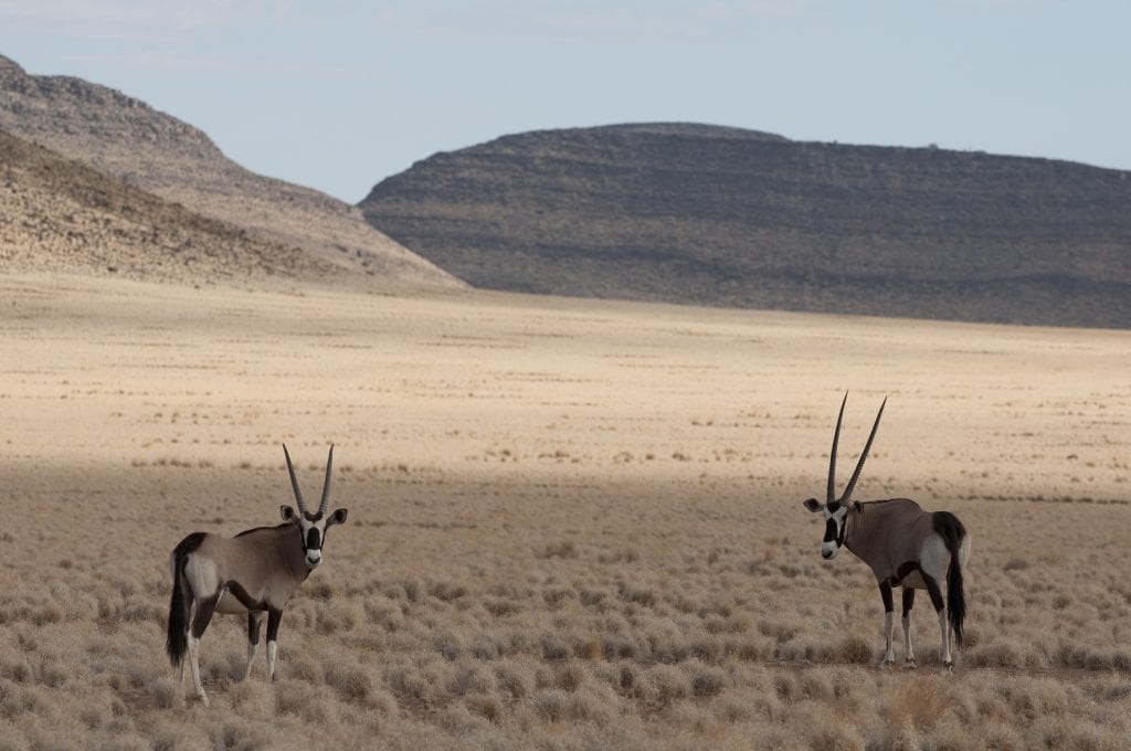 oryx in namibia