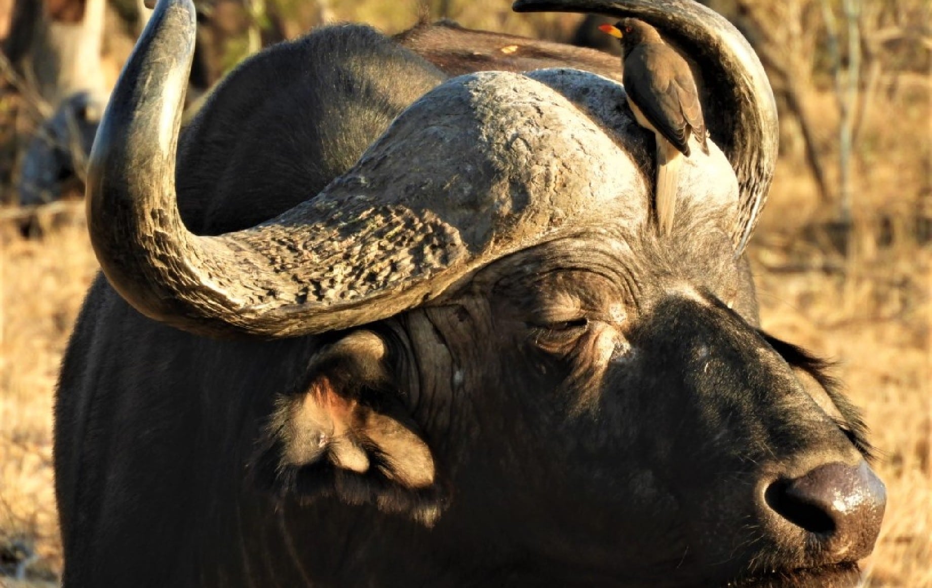 A ram with a bird on its horns