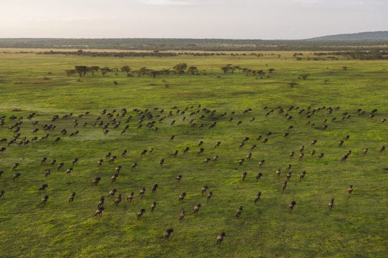 wildebeest in the serengeti plains