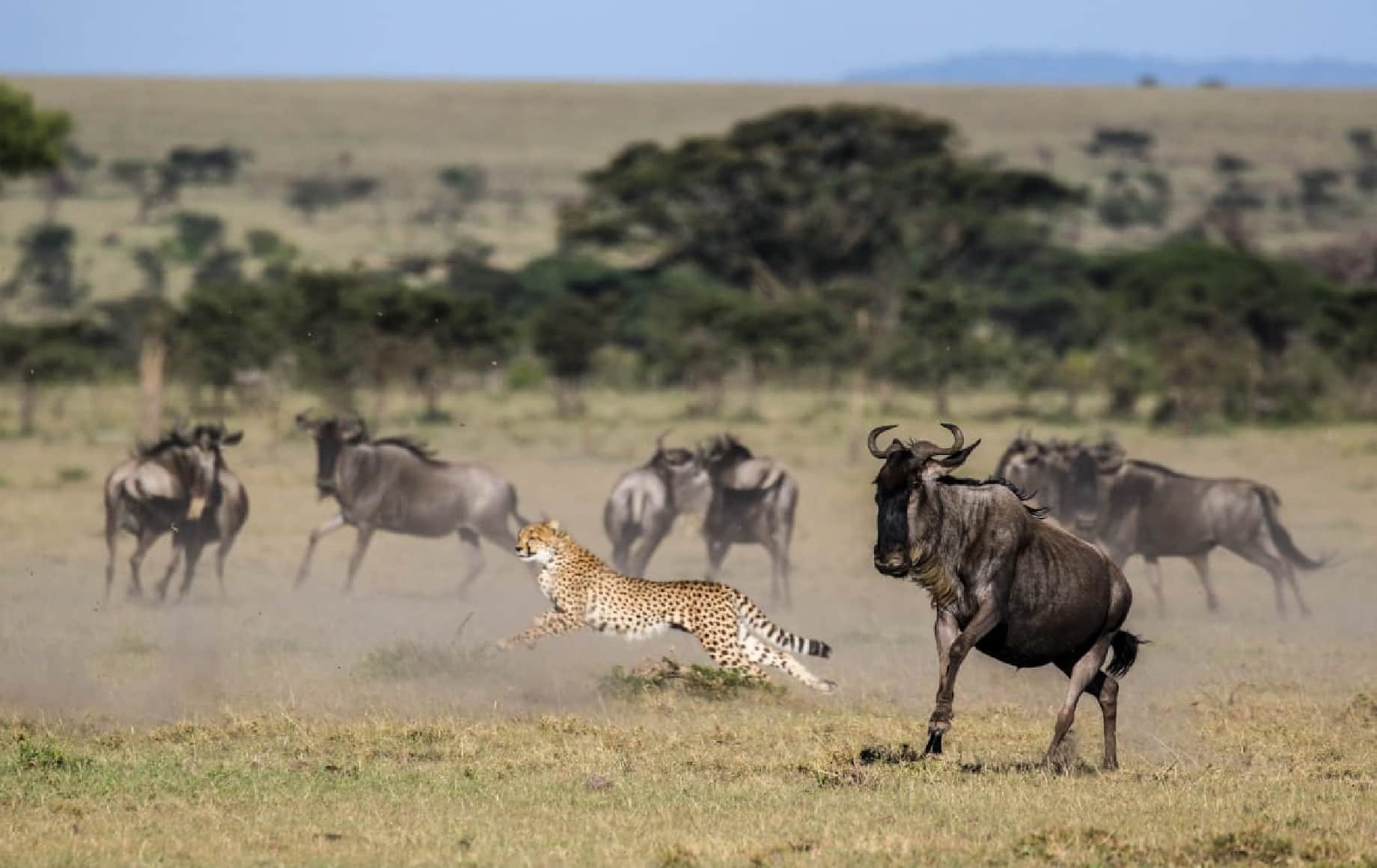 A cheetah chasing buffalo