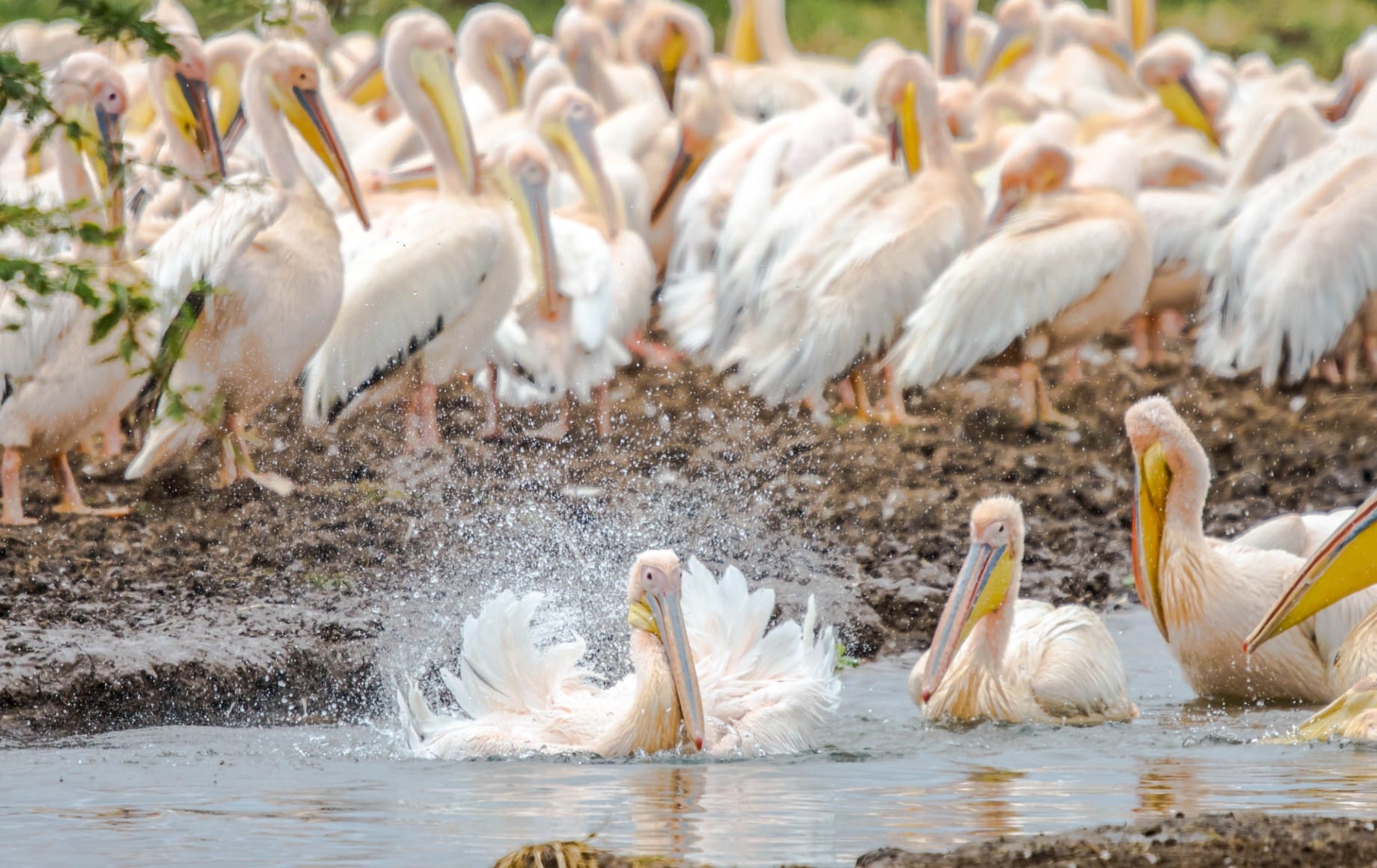 A number of pelicans in the water