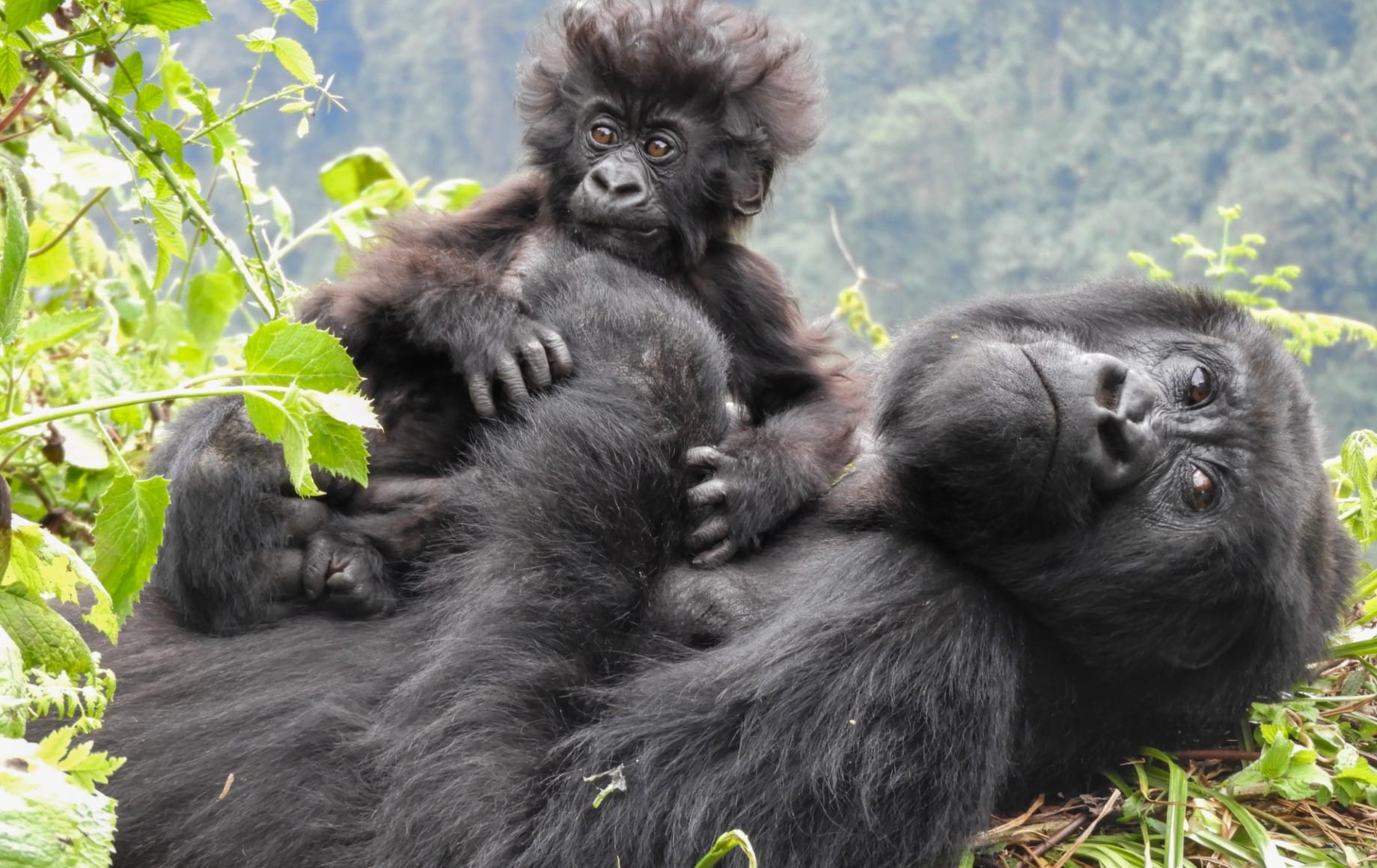 Two gorillas, a baby and an adult