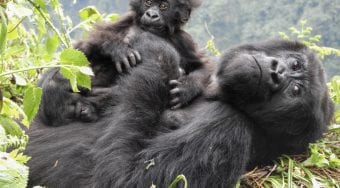 adult and baby gorilla