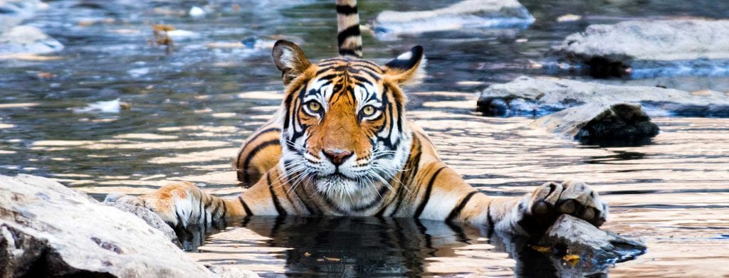 A tiger floating in the water while holding onto a rock with its front paws.