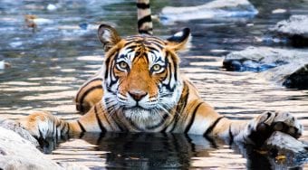 A tiger floating in the water while holding onto a rock with its front paws.