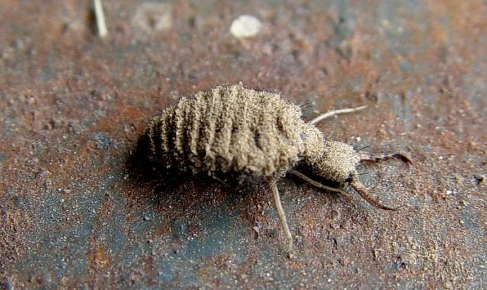 an antlion