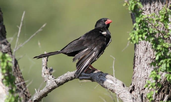 a buffalo weaver bird on a branch