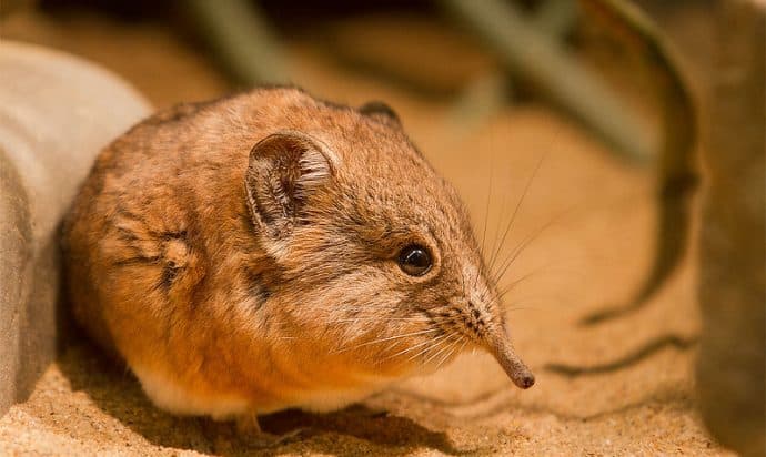 an elephant shrew