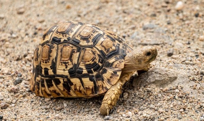 a leopard tortoise