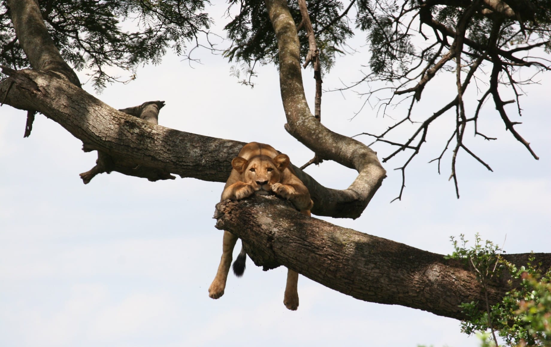 a lion hanging from a tree branch