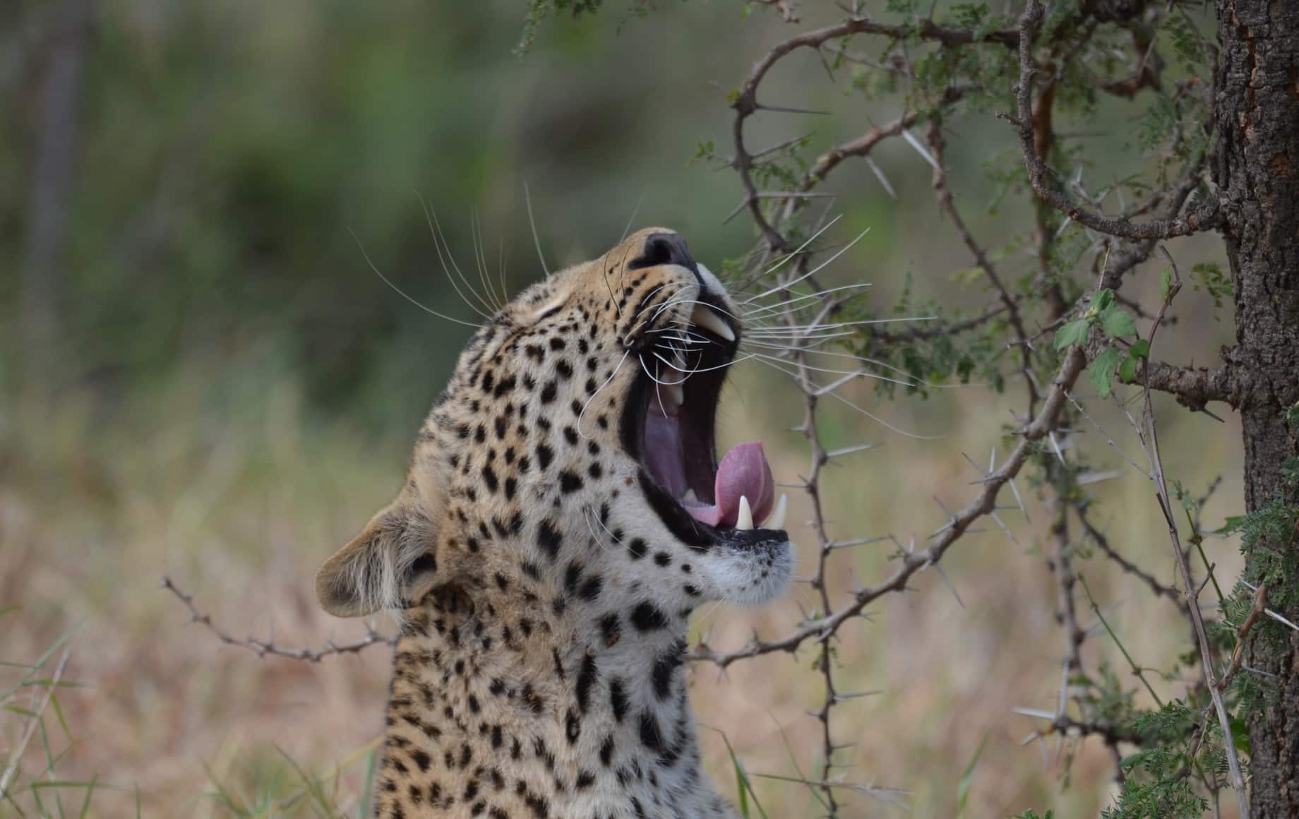 a cheetah yawning