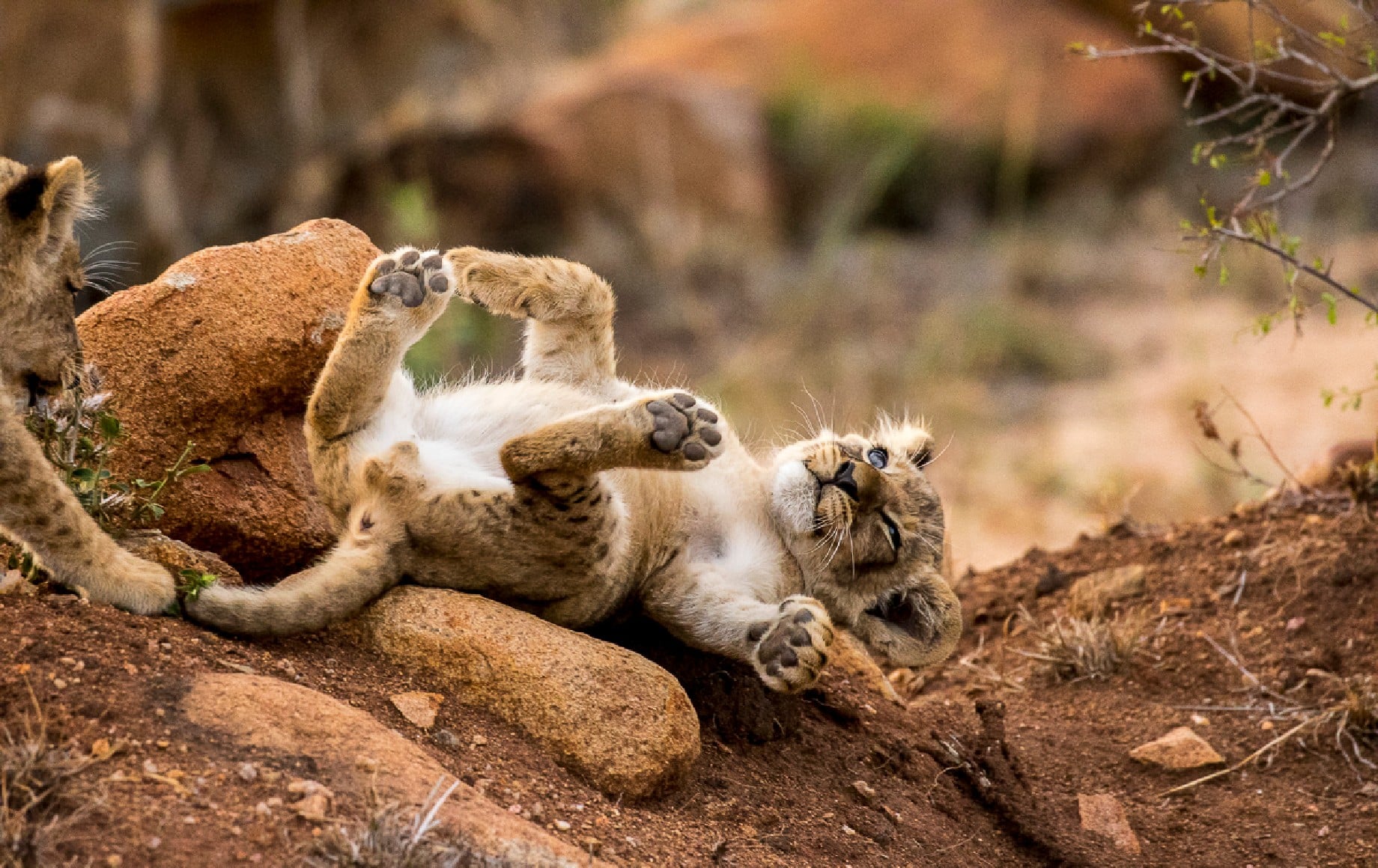 a lion cub streching on a log