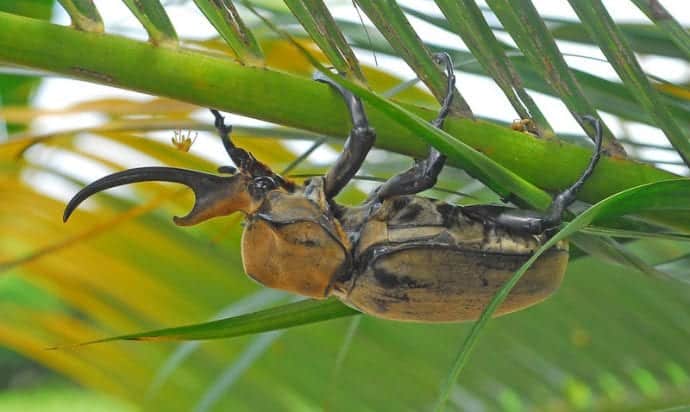 a rhinoceros beetle on a plant 