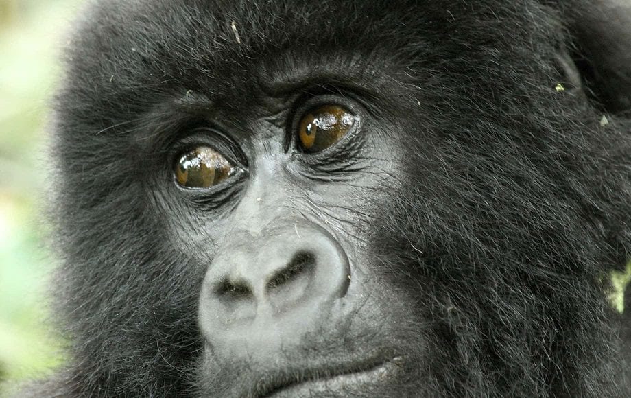 a baby gorilla looking at something