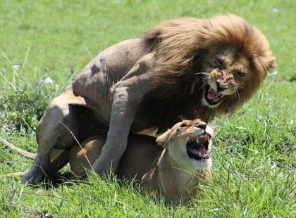 Two lions mating.