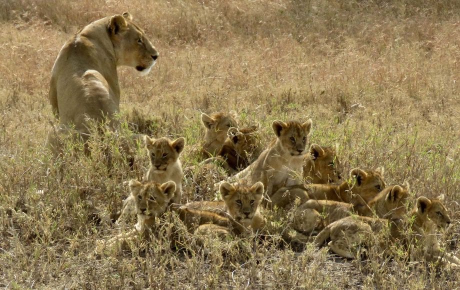 a lioness and a ton of cubs