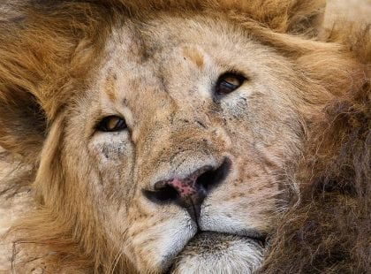 A lion looking at the camera