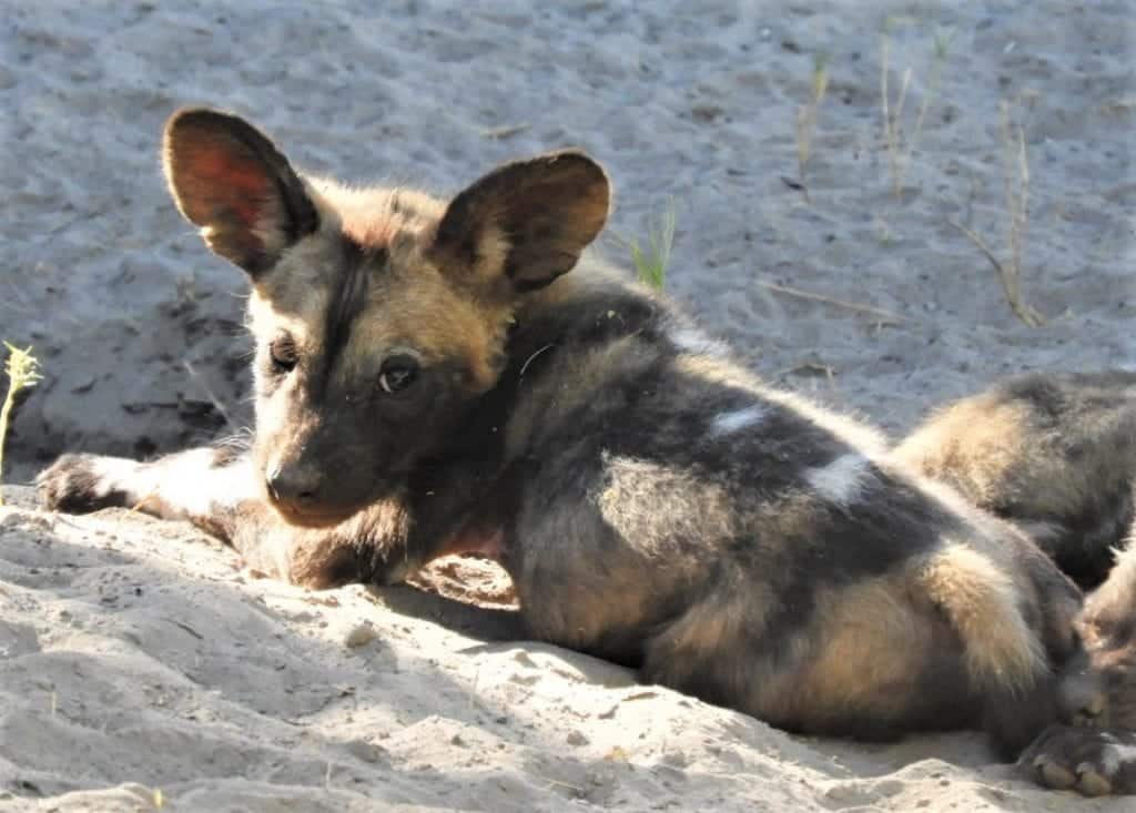 african wild dog