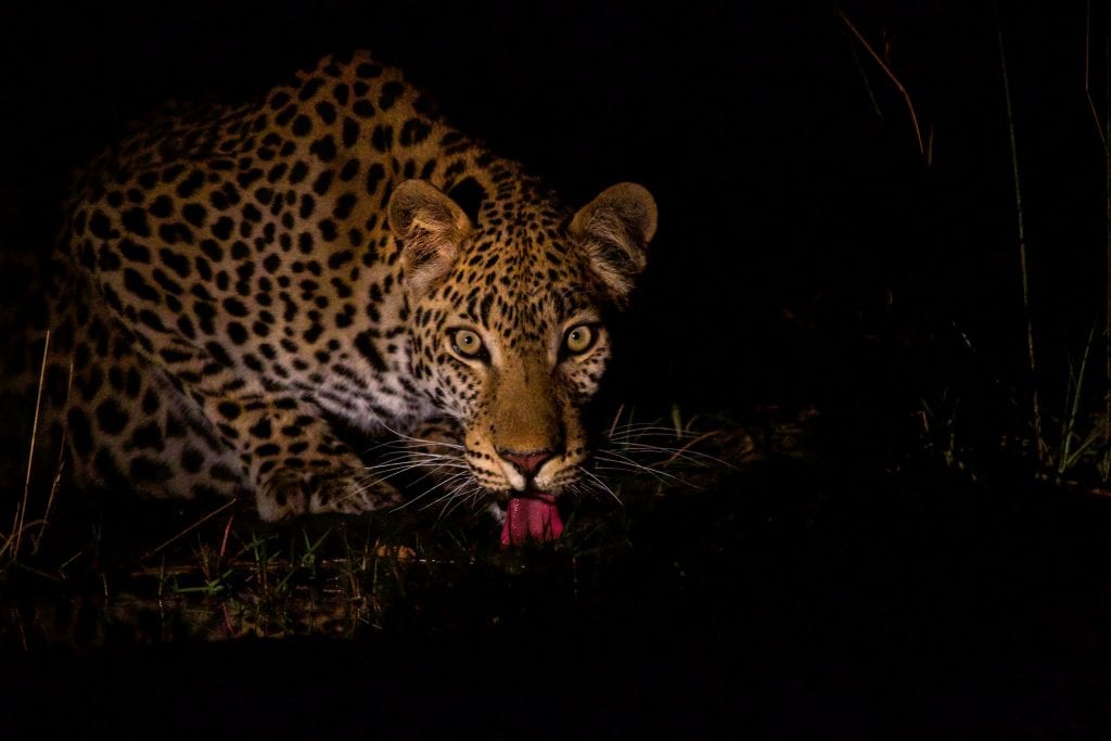 cheetah at night 