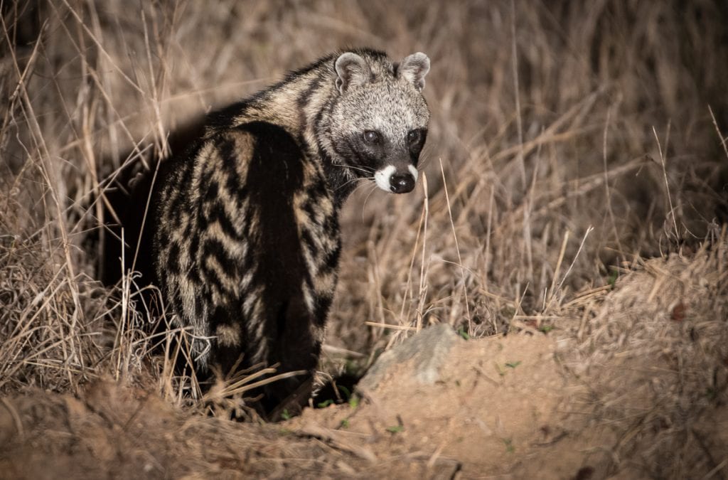 african civet