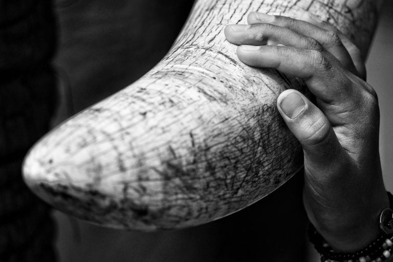 a hand on an elephant tusk