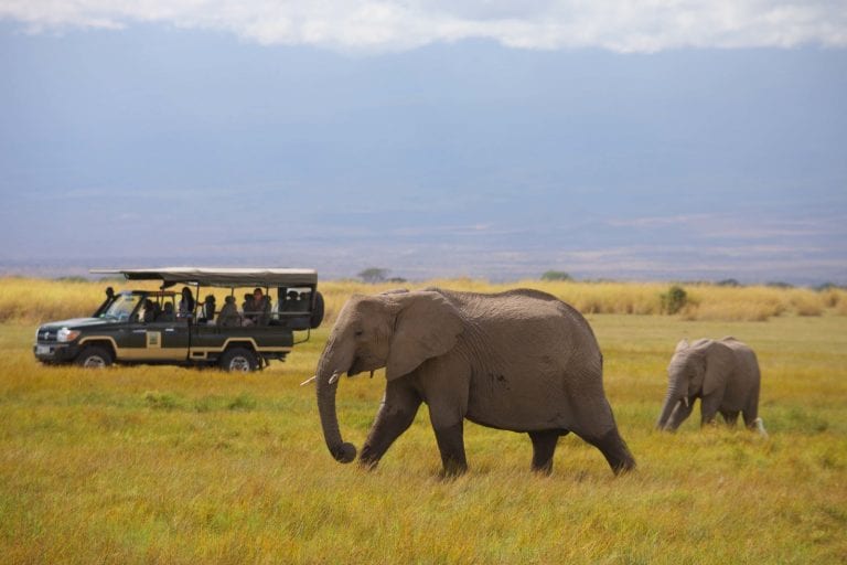 elephants on safari