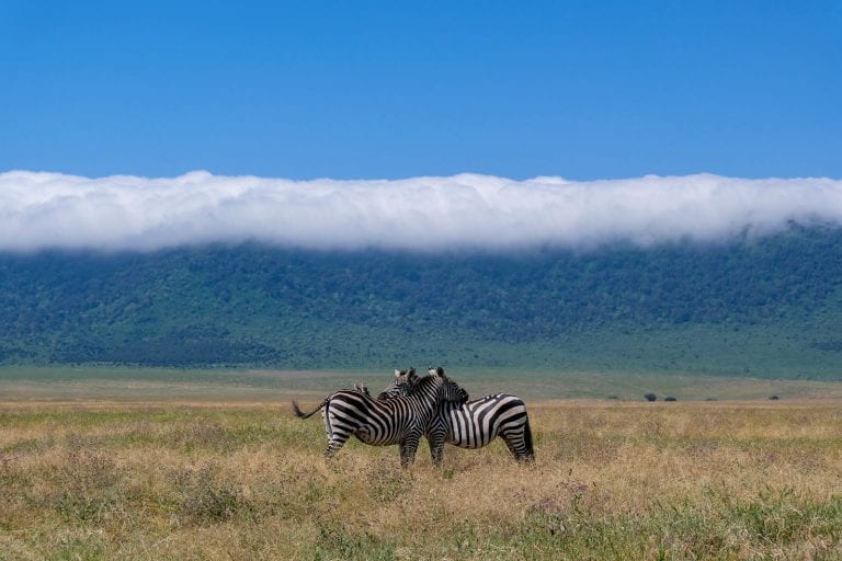 zebras in the African plains