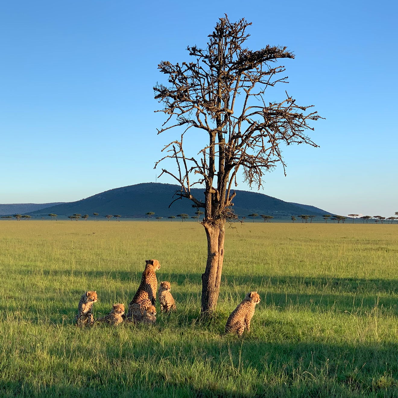 a pack of cheetahs sitting peacefully in the grass next to a tree