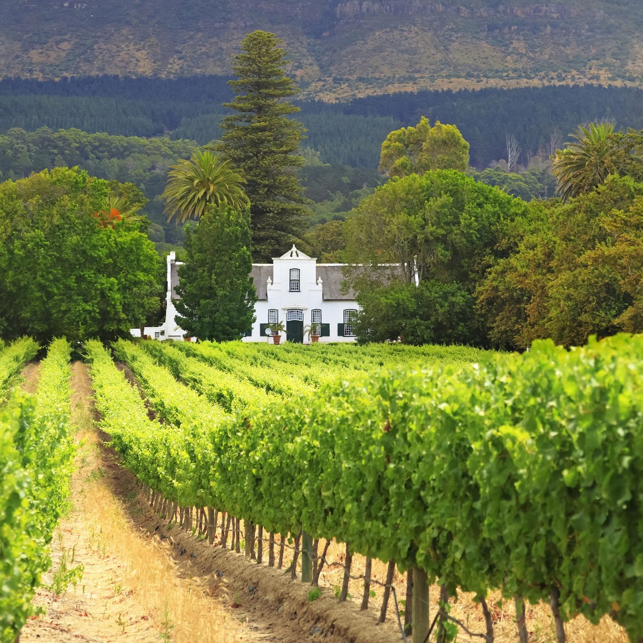 a white house situated on a vineyard