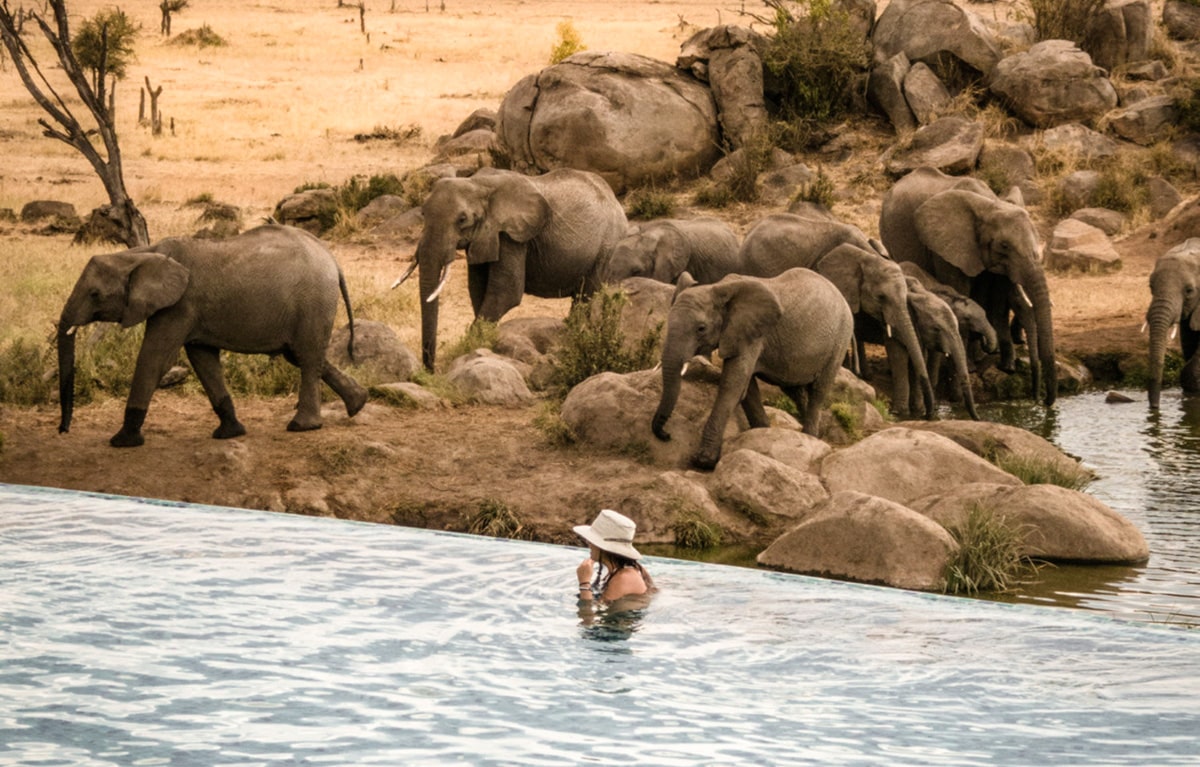 Elephant Pool