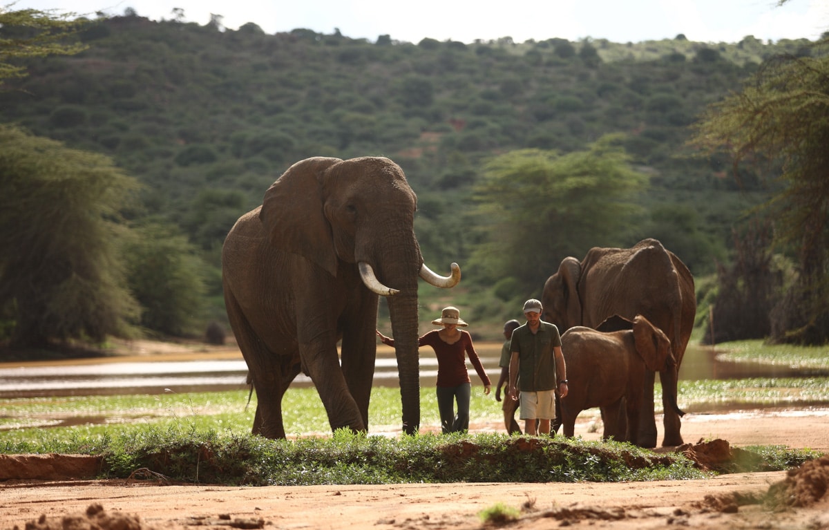 Elephants and Travelers