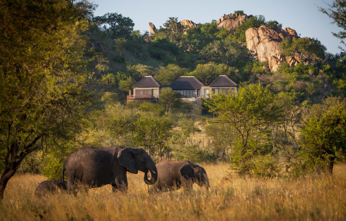 Elephants